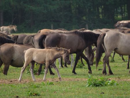 wilh horses in germany