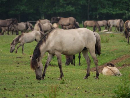 wild horses in germany