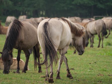 Wild horses in the german muensterland