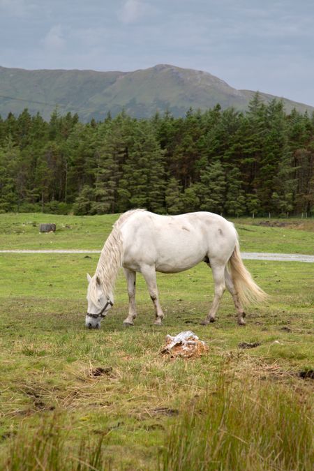 Wild Horse, Connemara National Park; Ireland