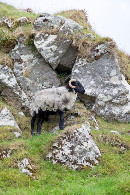 Wild Sheep; Connemara; Galway; Ireland