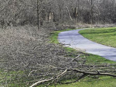 Spring cuttings: Piles of pruned tree branches arranged for pickup along curved path by woods in a public park, northern Illinois