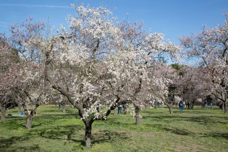 Blossom on Tree in Park; Madrid; Spain