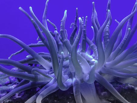 Closeup of sea anemone on coral in aquarium