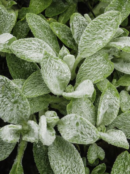 Woolly leaves of lamb's tongue (binomial name: Stachys byzantina 'Cotton Ball'), also called lamb's ear , an ornamental plant native to Armenia, Turkey, and Iran, with rain drops