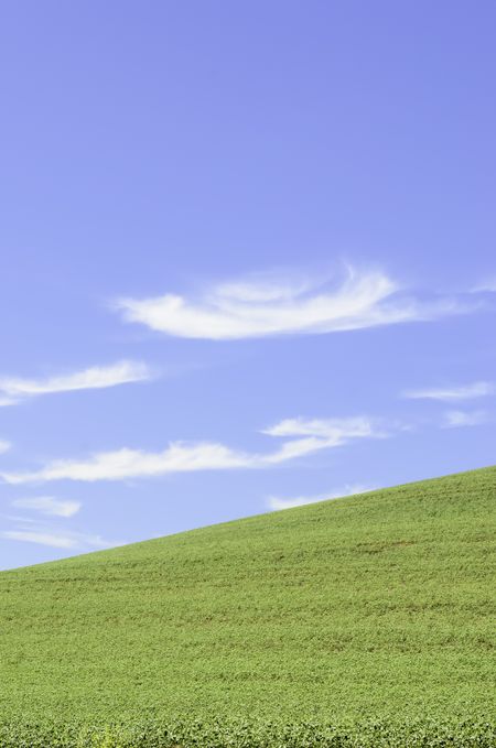 Green field of wheat in springtime on hillside under cirrus clouds in blue sky
