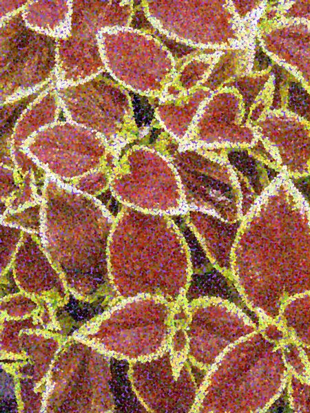 Pointillized abstract of garden coleus cultivar with gold edges in summer