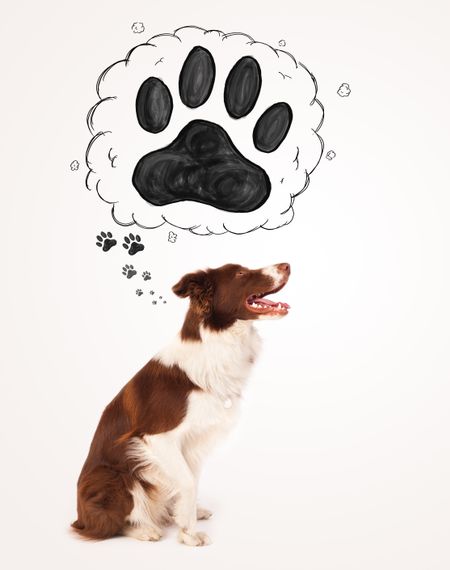 Cute brown and white border collie thinking about a paw in a thought bubble above his head