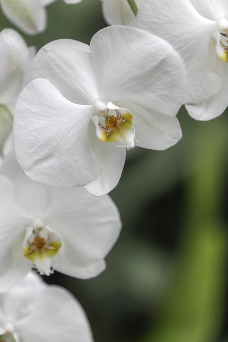 Beautiful Vanilla Orchid in its natural environment