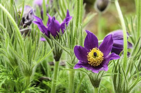 Pasque flower (binomial name: Pulsatilla vulgaris) in garden, spring in northern Illinois