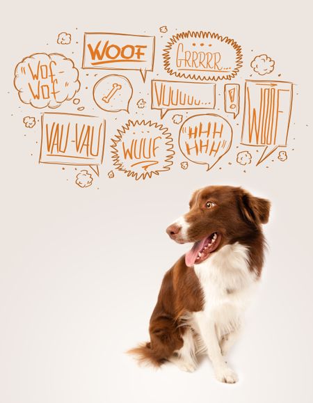 Cute brown and white border collie with barking speech bubbles above his head