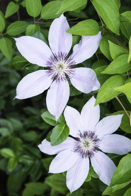 Clematis cultivar with pink stripes (binomial name: Clematis 'Nelly Moser') in summer garden, northern Illinois (selective focus)