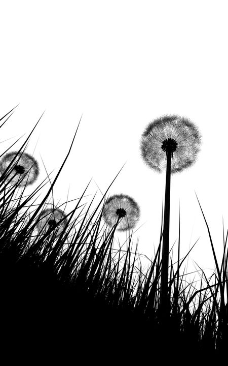 black and white illustration silhouette of grass and dandelions flowers