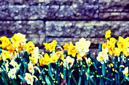 Recolorized abstract of daffodils by garden wall in springtime