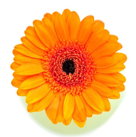 Beautiful orange flower isolated over a white background