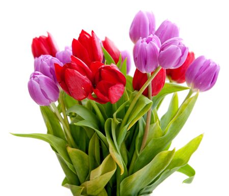 Beautiful bouquet of tulip flowers isolated