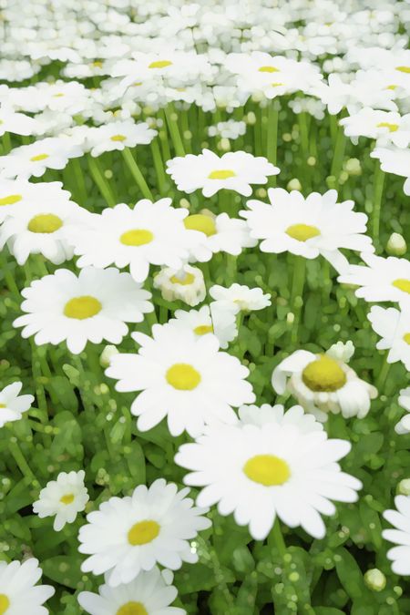 Bright abstract of white and yellow daisies, for decoration and background with motif of summer or gardening