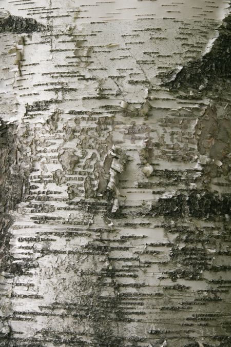 Peeling bark of paper birch, genus Betula papyrifera, close-up