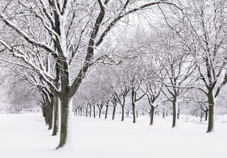 Quiet avenue of trees after a snowstorm: An aspect of winter more agreeable to many than what they often see on newscasts