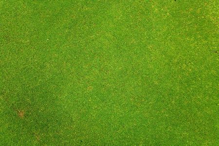 green grass texture taken on a golf course so the grass is very nice and even
