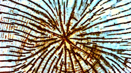 Weblike multicolored abstract of cross section of sawn tree stump with roughly radial notches, for decoration and background (fourth in a series of fifteen)