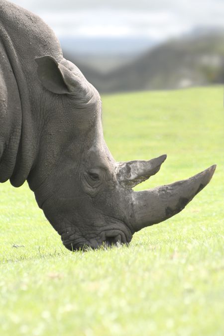 Big white rhinoceros eating grass