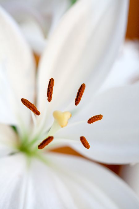 Beautiful white lily flower close-up