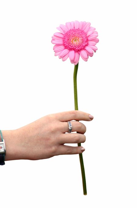 pink daisy being handed over by a womans hand