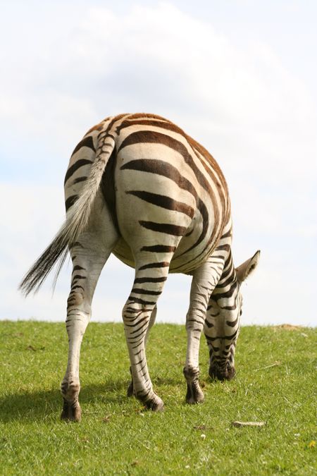beautiful zebra eating grass from the back