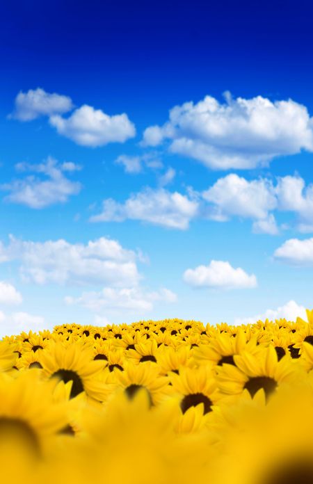 Field of beautiful yellow sunflowers with a blue sky on the background