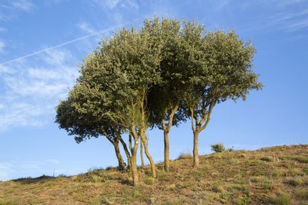 Trees in Medulas, Leon, Spain