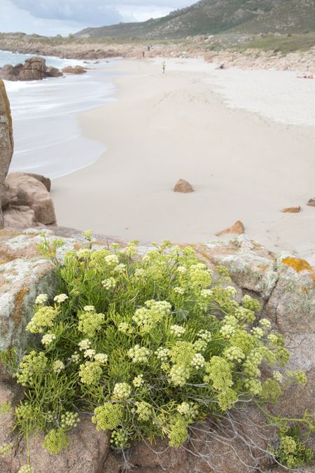 Plant on Forcados Point Beach; Costa de la Muerte; Galicia; Spain