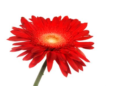 Red daisy over white