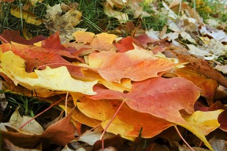 Maple leaves on forest floor in autumn