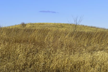 Prairie landscape in winter: Hill above dormant tallgrass and other wild plants at Danada Forest Preserve, Wheaton, Illinois, USA, on a January day without snow