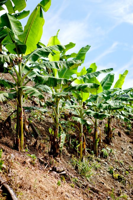 Picture of a banana plantation - rural scene
