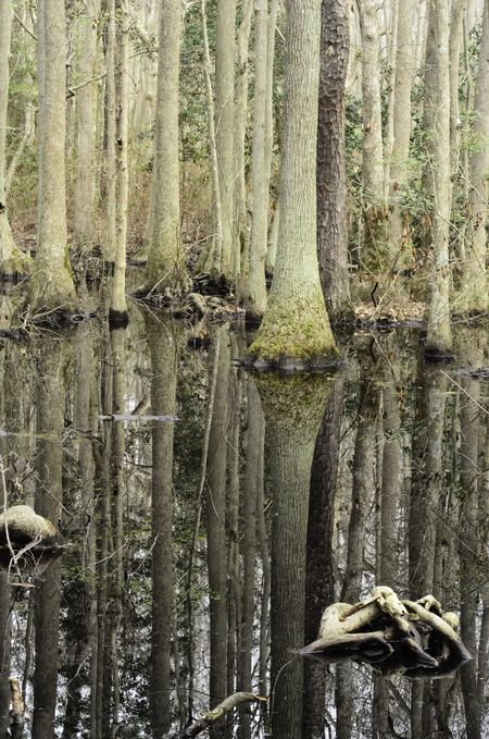 Cypress swamp in First Landing State Park, Virginia Beach, Virginia