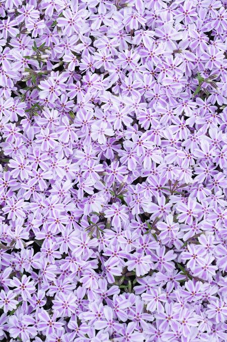 Full-frame view of a perennial garden favorite: Creeping phlox (botanical name: Phlox subulata) with white and pink striped petals